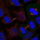 Immunofluorescent staining of human cell line CACO-2 shows localization to centrosome & midbody ring.