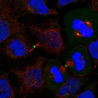 Immunofluorescent staining of human cell line CACO-2 shows localization to centrosome & midbody ring.
