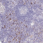 Anti-OR2A4 Antibody