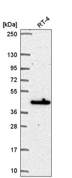 Anti-MAPKAPK3 Antibody