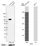 Western blot analysis in human cell line U-251 MG and human cell line MCF-7.