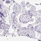 Immunohistochemical staining of human placenta shows low expression as expected.