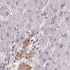 Anti-HGFAC Antibody