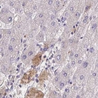 Immunohistochemical staining of human liver using Anti-HGFAC antibody HPA058279.