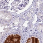 Immunohistochemical staining of human kidney using Anti-HGFAC antibody HPA058279.