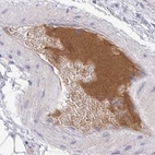 Immunohistochemical staining of human soft tissues using Anti-HGFAC antibody HPA058279.