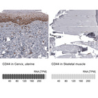 Anti-CD44 Antibody