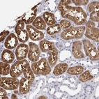 Immunohistochemical staining of human kidney shows strong cytoplasmic positivity in cells in tubules.
