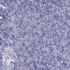 Anti-STAG3 Antibody