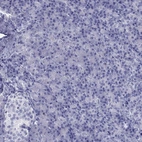 Immunohistochemical staining of human pancreas shows no positivity in exocrine glandular cells as expected.