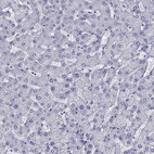 Anti-STAG3 Antibody