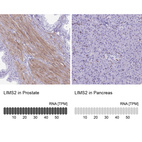 Anti-LIMS2 Antibody