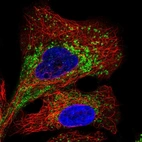 Immunofluorescent staining of human cell line A549 shows localization to endosomes & lysosomes.