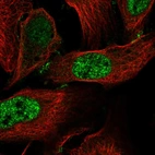 Immunofluorescent staining of human cell line U-2 OS shows localization to nuclear speckles & cell junctions.