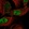 Anti-CCDC85C Antibody