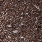 Anti-CD44 Antibody