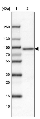 Lane 1: Marker [kDa] 250, 130, 100, 70, 55, 35, 25, 15, 10_br/_Lane 2: Human cell line HEL