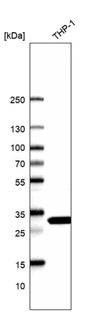 Western blot analysis in human cell line THP-1.