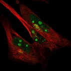 Anti-SYDE2 Antibody