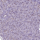 Immunohistochemical staining of human Pancreas shows moderate nuclear positivity in exocrine glandular cells.