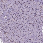 Immunohistochemical staining of human Pancreas shows moderate nuclear positivity in exocrine glandular cells.