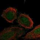 Anti-FBXO41 Antibody