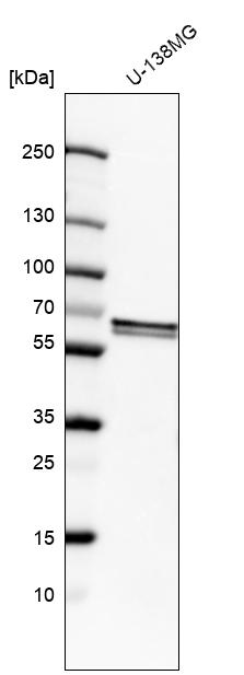 Anti-FUBP3 Antibody