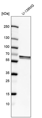 Anti-FUBP3 Antibody