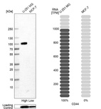 Anti-CD44 Antibody