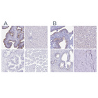 Anti-SNTN Antibody