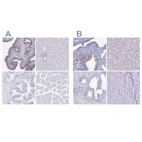 Immunohistochemical staining of human fallopian tube, liver, prostate and skeletal muscle using Anti-SNTN antibody HPA058399 (A) shows similar protein distribution across tissues to independent antibody HPA043322 (B).