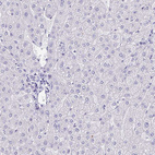 Anti-SNTN Antibody