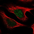 Immunofluorescent staining of human cell line U-2 OS shows localization to nucleus.