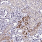 Anti-PRPF38A Antibody