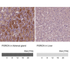 Anti-PORCN Antibody