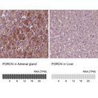 Anti-PORCN Antibody
