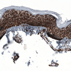 Anti-TSPO Antibody