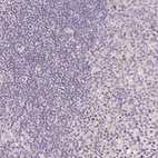 Anti-FXYD4 Antibody