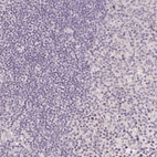 Anti-FXYD4 Antibody