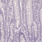 Immunohistochemical staining of human small intestine shows no positivity in glandular cells as expected.