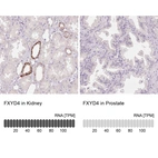 Immunohistochemistry analysis in human kidney and prostate tissues using HPA058421 antibody. Corresponding FXYD4 RNA-seq data are presented for the same tissues.