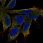 Anti-LIX1 Antibody