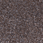 Immunohistochemical staining of human tonsil shows strong granular positivity in lymphoid cells.