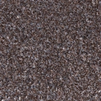 Immunohistochemical staining of human tonsil shows strong granular positivity in lymphoid cells.