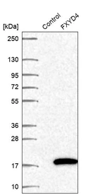Western blot analysis in control (vector only transfected HEK293T lysate) and FXYD4 over-expression lysate (Co-expressed with a C-terminal myc-DDK tag (~3.1 kDa) in mammalian HEK293T cells, LY406692).