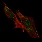 Anti-LRRC32 Antibody