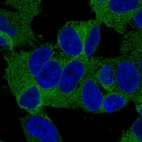 Immunofluorescent staining of human cell line SH-SY5Y shows localization to plasma membrane & cytosol.