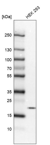Anti-MPLKIP Antibody