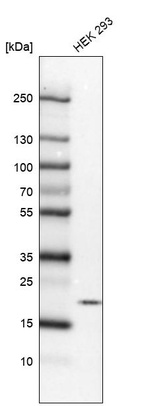 Anti-MPLKIP Antibody