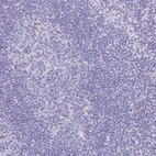 Immunohistochemical staining of human lymph node shows no positivity as expected.